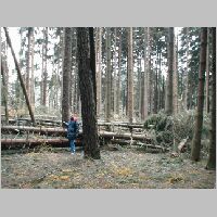 V lese, padl� stromy