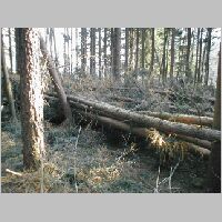 Op�t padl� stromy v lese, pohled na V