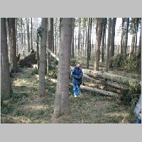 Dal�� padl� stromy, pohled na JZ